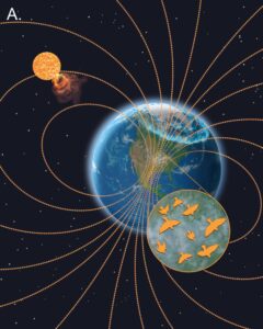 Conceptual and geographic layout of the study system. Space weather from the sun, such as coronal mass ejections, disturb Earth’s magnetic field, causing the auroras and potentially decreasing the magnetic field’s reliability for migrating birds. Image credit: John Megahan, University of Michigan, from
Gulson-Castillo et al. in PNAS, October 2023
