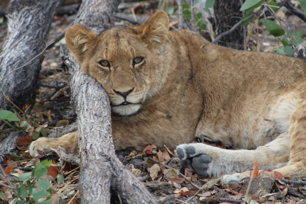 A member of a lion pride lounges in the shade near Moremi Game Reserve in the Okavango Delta, Botswana. Image credit: Kirby Mills