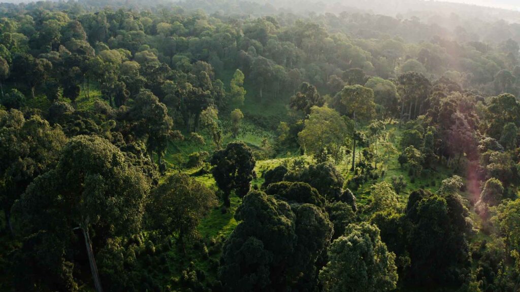 Local community growing the native coffee plant among the rainforest. Image credit: Julian Culverhouse