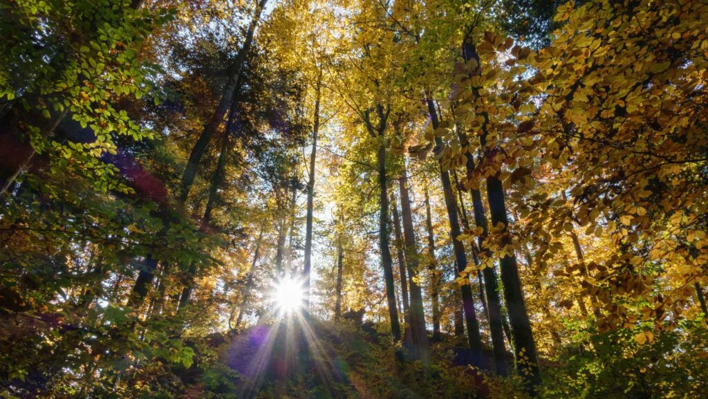 Temperate forest in Switzerland. Image credit: Peter Rüegg