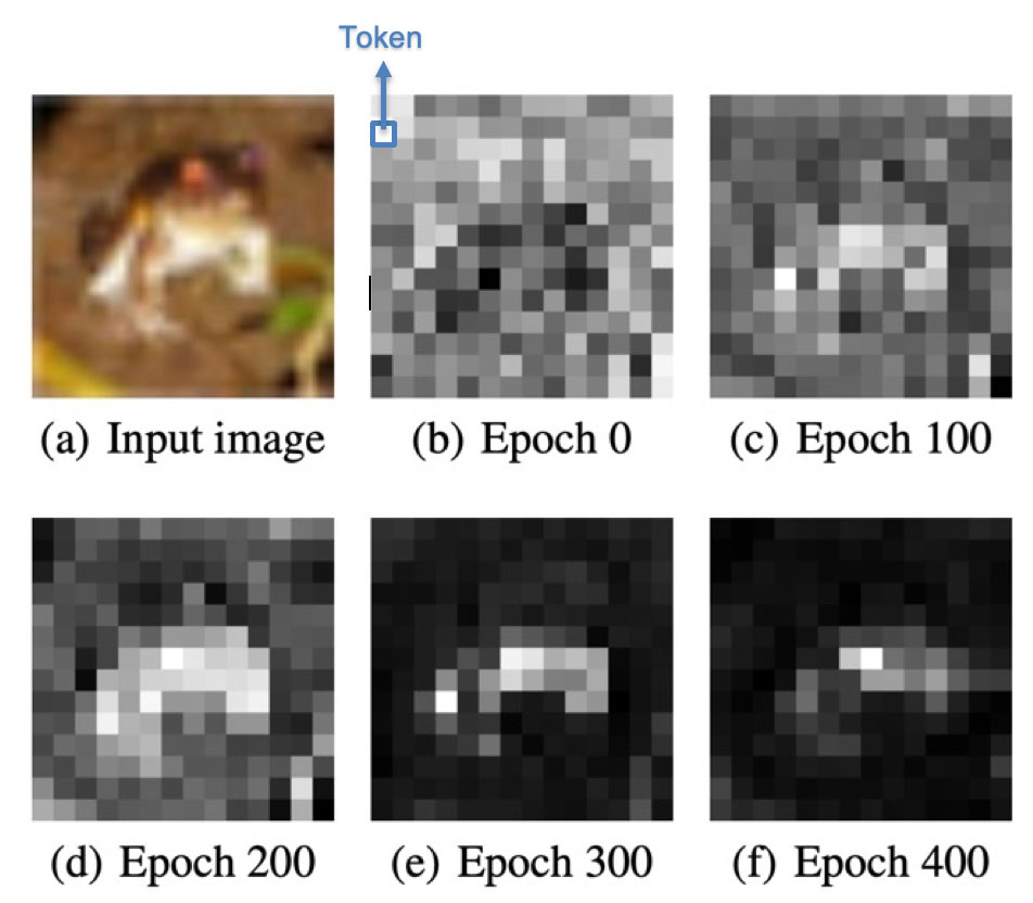 In this test case from the study, a transformer model homes in on the relevant part of the image—the frog—over hundreds of rounds of training (epochs). At first, attention is directed randomly around the image. But with training, the model learns to ignore the parts of the image that aren't the frog. Image credit: Davoud Ataee Tarzanagh and Xuechen Zhang, SOTA Lab, University of Michigan