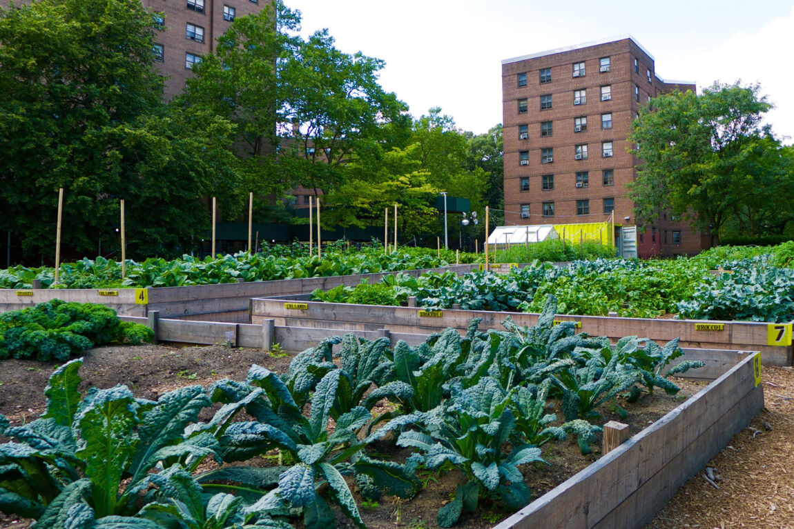 Photo of an urban collective garden at a New York City Housing Authority site.