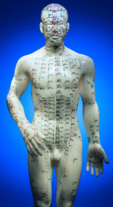 A model of a human body with meridians printed all over it.