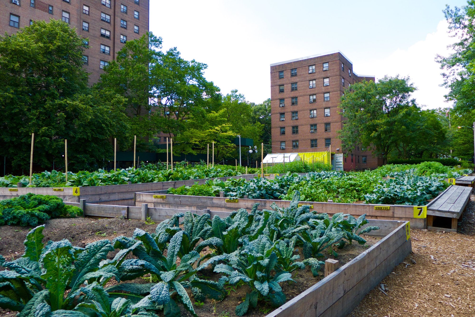 Urban collective garden at a New York City Housing Authority site. The garden provides educational and recreational opportunities for residents, in addition to fresh produce. Image credit: Nevin Cohen