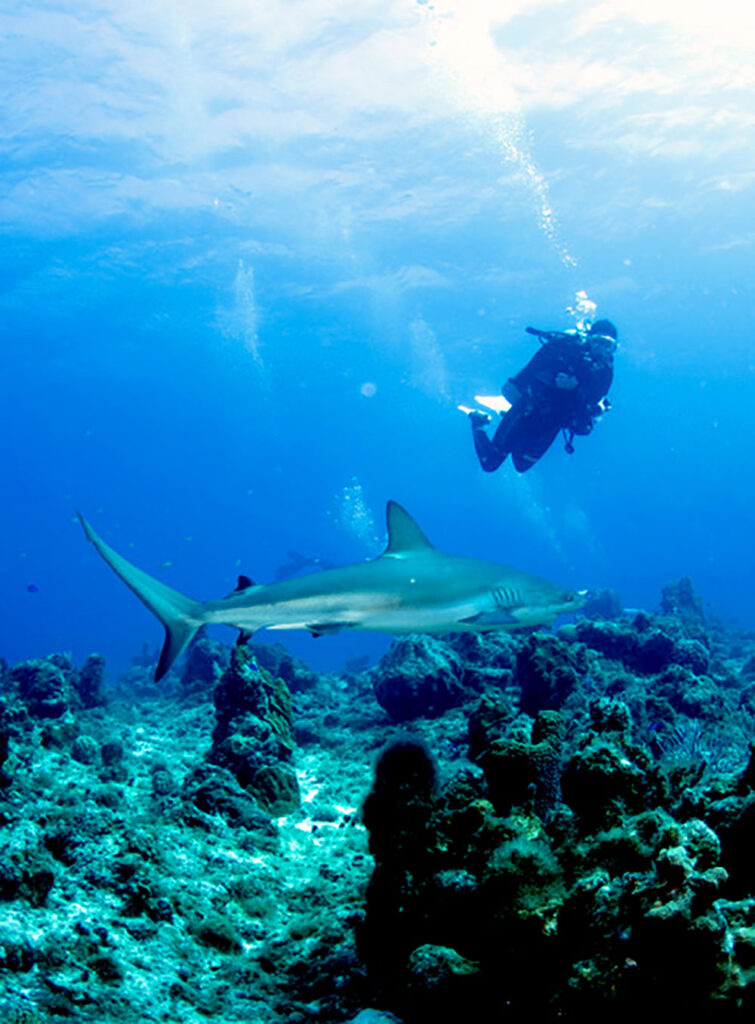 A photo of a woman in scuba gear swimming with a shark