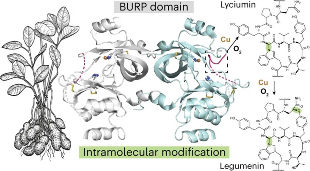 Fig. 1 - The new protein fold from AhyBURP is found in the roots of the peanut plant. The protein uses copper and oxygen to form cyclic peptides. We can investigate how this chemistry occurs more thoroughly now that we know what the protein structure looks like. Image courtesy: Lisa Mydy