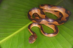 A cat-eyed snake (Leptodeira semiannulata) in the Peruvian Amazon. Image credit: Dan Rabosky, University of Michigan