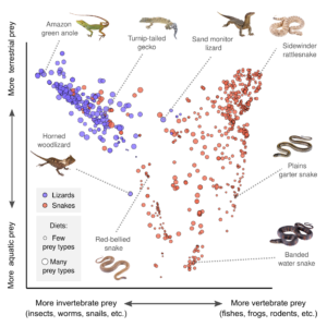 Visualization of diets for 1,314 species of lizards and snakes. Each point is an individual species: lizards = blue, snakes = red. Points that are closer together indicate greater similarity in diets. The size of each point is proportional to the diversity of food types that each species will eat: Small circles indicate highly specialized diets, for example. Lizards and snakes show very little overlap: Lizards feed largely on insects, spiders and other arthropods. Snakes generally eat frogs, fishes, mammals, birds, and other vertebrates. From Title et al. in Science, February 2024.