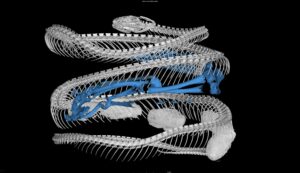 CT scan of a cat-eyed snake (Leptodeira septentrionalis) reveals a frog (blue skeleton) in its digestive tract. Snake specimen from U-M's Museum of Zoology. Image credit: Ramon Nagesan, University of Michigan Museum of Zoology