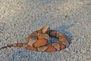 A copperhead (Agkistrodon contortrix). This venomous species occurs in the southern United States and feeds on a variety of vertebrate prey. Image credit: Alison Davis Rabosky, University of Michigan