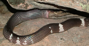 A false boa (Pseudoboa nigra) eating a lava lizard (Tropidurus hispidus). Image credit: Ivan Prates, University of Michigan