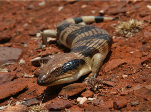 A western blue-tongued skink (Tiliqua occipitalis), a large lizard from Australia. This species feeds heavily on plant matter, including fruits, stems, flowers and leaves. But it will also consume insects and other arthropods. Image credit: Dan Rabosky, University of Michigan