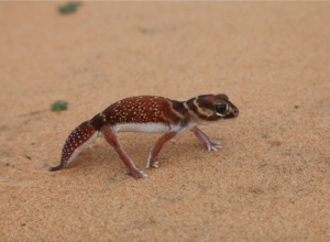 A knob-tailed gecko (Nephrurus levis) from Shark Bay, Australia. This large gecko primarily feeds on insects but will occasionally consume other lizards. Image credit: Dan Rabosky, University of Michigan