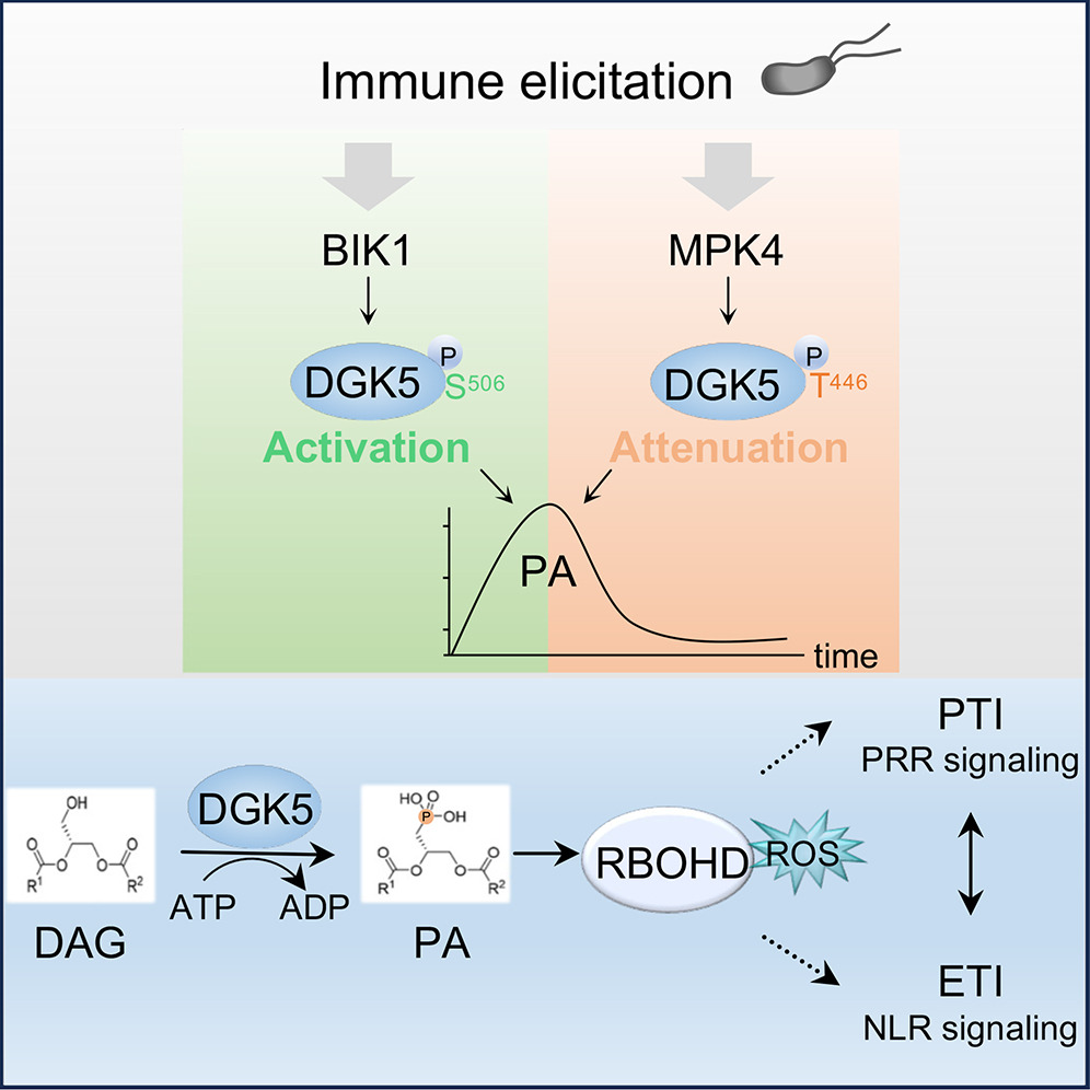 A small molecule called phosphatidic acid, or PA, is the very first molecule to activate the immune system. Almost immediately after the attack, PA spikes, and then just as quickly falls. Image courtesy of the researchers