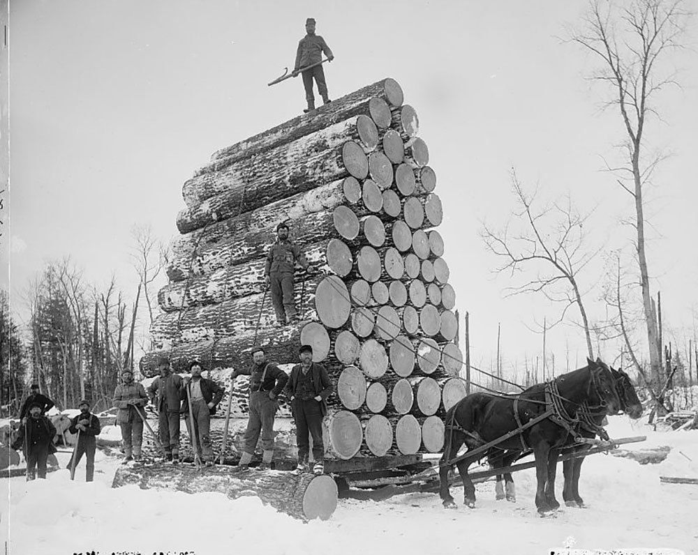 An old photo of men logging pine trees in Michigan