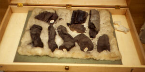 The Vesuvius Scrolls, appearing like petrified croissants, in a drawer.