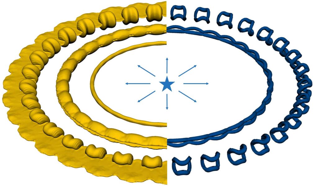 On the left are three yellow half-rings, which show how the shape of the circumstellar gas cloud changes as it expands with time. At first, shown in the innermost ring, the gas cloud is a simple torus (a 3D ring). Later, shown in the middle ring, 16 lumps of equal size are beginning to form, like a string of beads. Finally, shown in the outermost ring, the 16 lumps become distinct clumps. A flattened gas cloud extends from the line of clumps.
The right side shows vortices, or regions of rapidly rotating flow. At first, there is no rotation in the flow, and so there are no vortices. The first blue ring therefore aligns with the beaded string on the left (the middle yellow half-ring). Sixteen arcs align with the 16 beads on the mirrored side. The arcs then pinch off into isolated vortex loops, which correspond to the clumps on the mirrored side. The simulation shows the shape of the gas cloud on the left and the vortices, or regions of rapidly rotating flow, on the right. Each ring represents a later time in the evolution of the cloud. It shows how a gas cloud that starts as an even ring with no rotation becomes a lumpy ring as the vortices develop. Eventually the gas breaks up into distinct clumps. Credit: Michael Wadas, Scientific Computing and Flow Laboratory