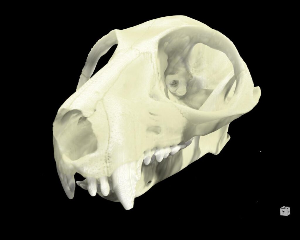 CT scan render of a brown greater galago. Galagos are sometimes also called bushbabies and are found in southeastern Africa. This specimen was accessioned into the collection in 1953 and scanned at the University of Michigan Museum of Zoology CT as part of the open Vertebrate (oVert) project, a five-year collaborative effort among 18 institutions to create 3D reconstructions of vertebrate specimens and to make them freely available online. Image credit: University of Michigan Museum of Zoology