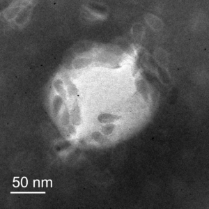 The leftmost side of a white circular blob (the virus) is covered in gray, teardrop-shaped nanoparticles.