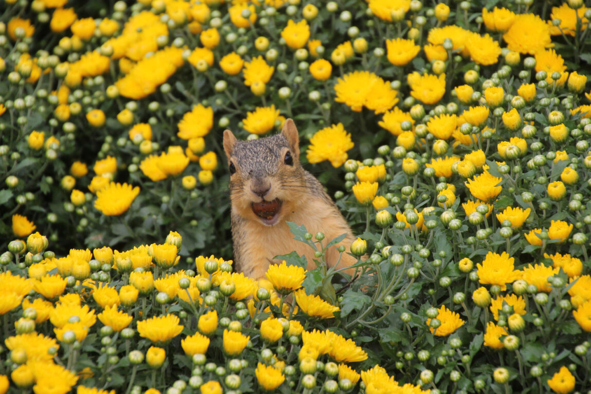 A photo of a squirrel with a nut in its mouth surrounded by flowers