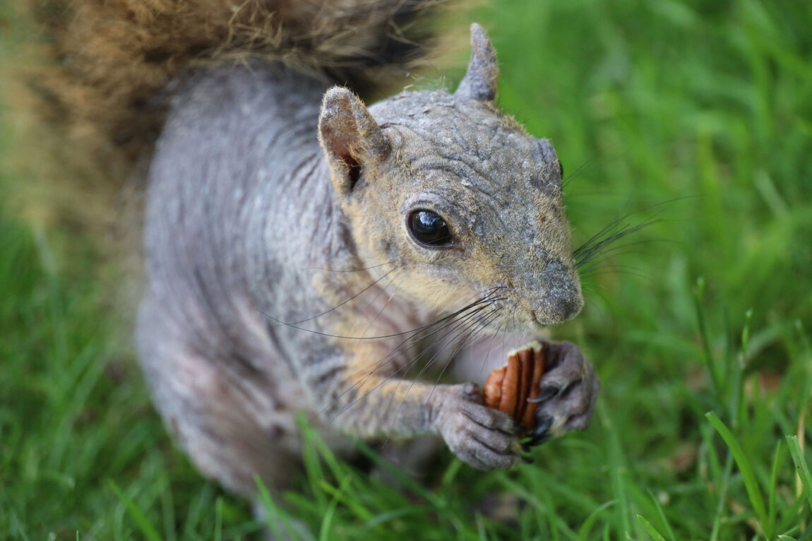 A photo of a squirrel eating a pecan.