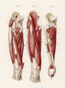 Muscles leg anatomy engraving 1886. Image credit: iStock