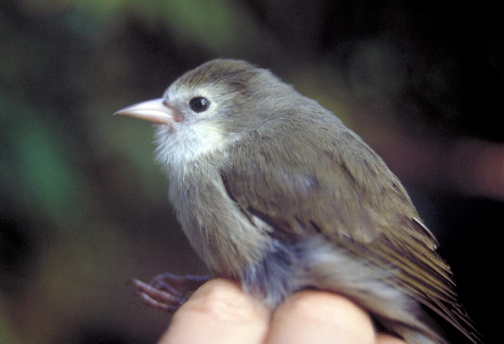 `Akikiki or Kaua`i Creeper (Oreomystis bairdi), a Hawaiian honeycreeper. Image credit: Carter Atkinson, USGS, Public domain, via Wikimedia Commons