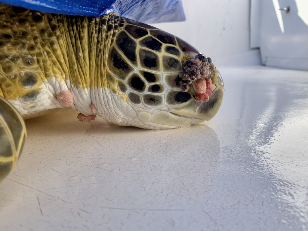 Green sea turtle with fibropapillomatosis. Image credit: iStock