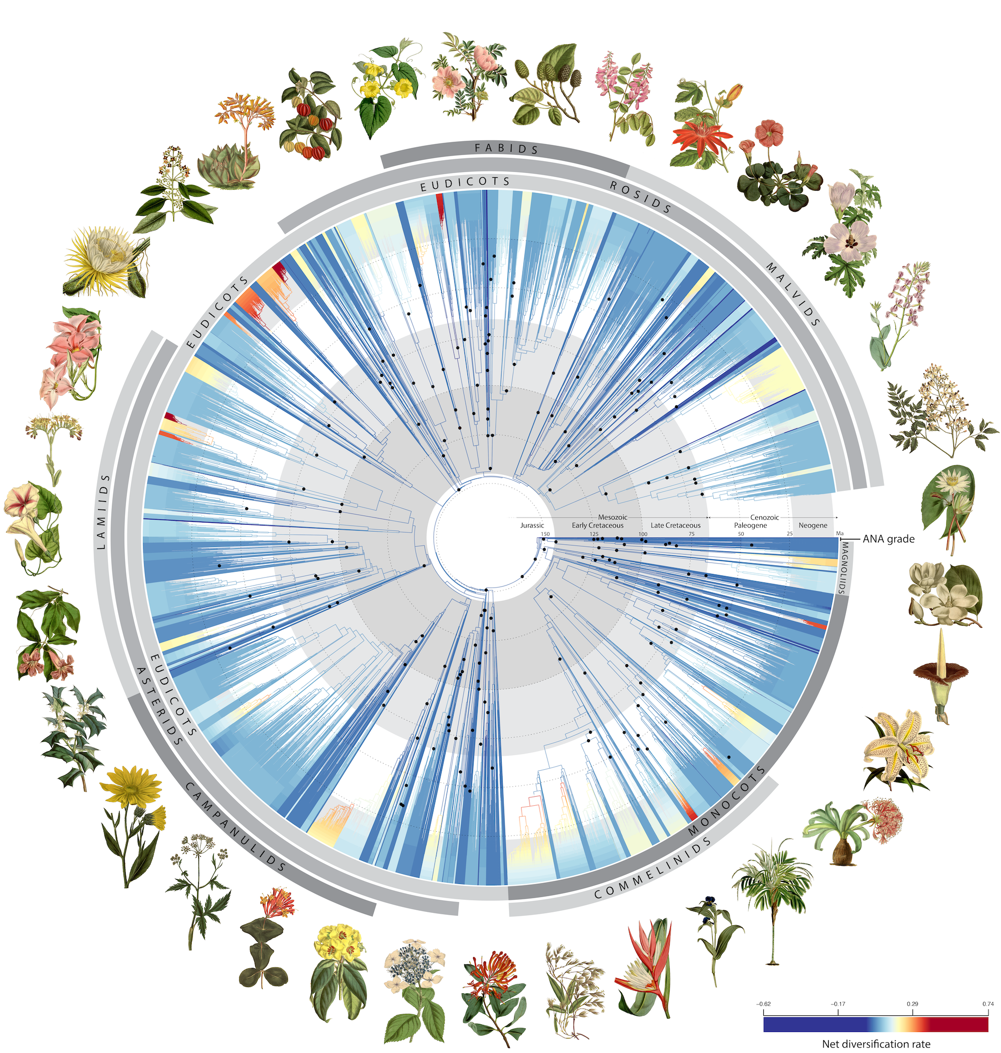 Angiosperm Tree of Life. Image credit: RBG Kew