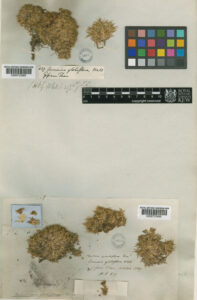 An Arenaria globilfora specimen from Kew's Herbarium. Image credit: RBG Kew