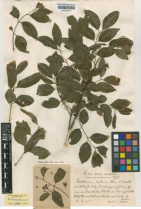 Euchorium cubense. Image credit: RBG Kew