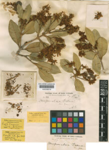 Hesperelaea palmeri. Image credit: RBG Kew