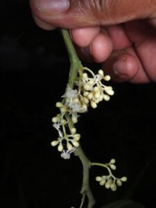 Medusanthera laxiflora. Image credit: Timothy Utteridge, RBG Kew