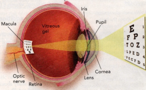 Inside the eyeball -- a graphic