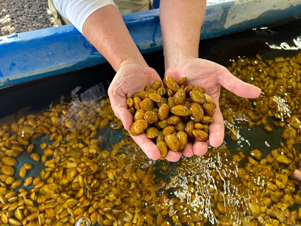 These captive-raised wavy-rayed lampmussel freshwater mussels were used in a University of Michigan-led study of fleshy "mantle lures" that pregnant female mussels use to infect fish hosts with their young. Image credit: Diarmaid O'Foighil, University of Michigan