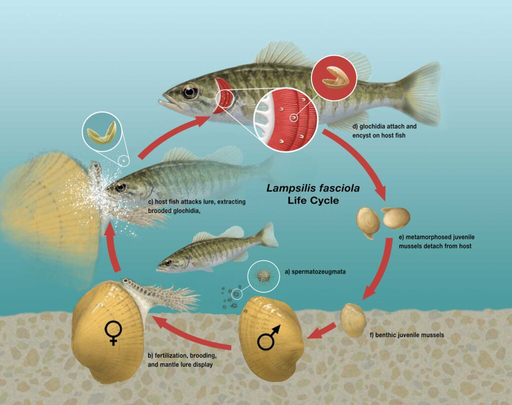 Life cycle of the freshwater mussel Lampsilis fasciola, the wavy-rayed lampmussel. A pregnant female mussel displays a mantle lure, here a darter mimic, to the primary fish host, a smallmouth bass (Micropterus dolomieu). This elicits an attack through which the host is infected by mussel parasitic larvae (glochidia). After a short infective period (about two weeks), the parasitic larvae metamorphose into juvenile mussels that detach from the host and fall to the bottom. Image credit: John Megahan, University of Michigan. From Hewitt et al. in PeerJ, 2024