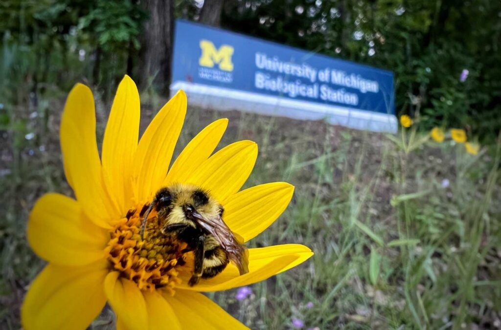 Bumble bee on a wildflower at the U-M Biological Station in Pellston. Image courtesy: Mary A. Jamieson