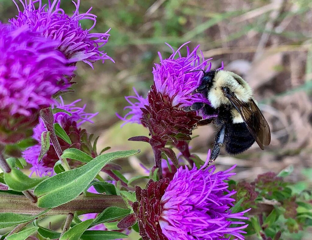 Bumble bee on a flowering Liatris scariosa plant, commonly called a blazing star, at an Oakland University pollinator garden. Image courtesy: Mary A. Jamieson