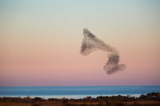 Starlings murmuration in Aiguamolls De L Emporda Nature Park, Spain. Image credit: iStock