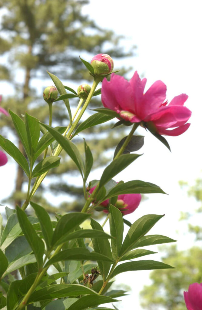 A photo of a bloom in the W.E. Upjohn Peony Garden