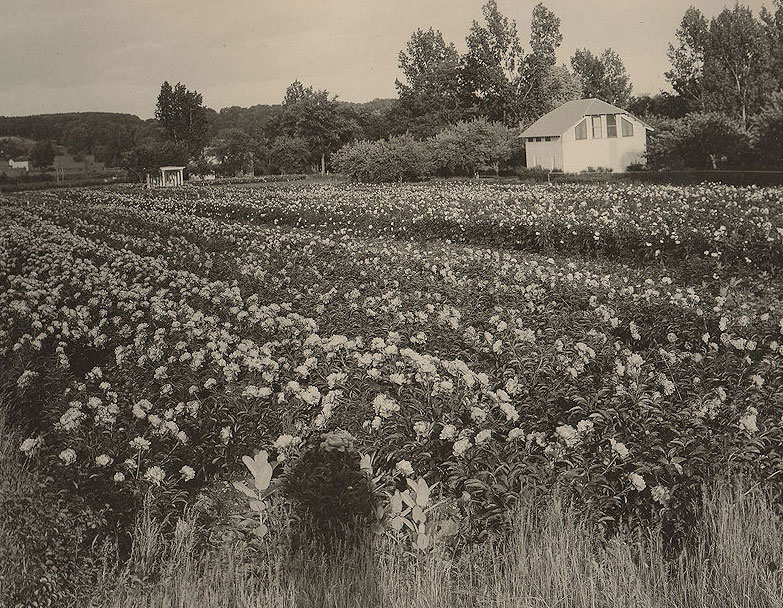 A photo of William Upjohn's home with peonies in the garden
