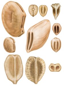 Artistic representation of 60 to 20 million year old neotropical grape seeds. Image credit: Pollyanna von Knorring