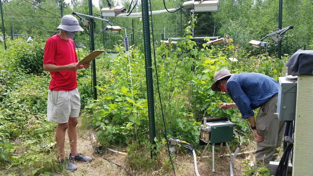 Two researchers stand along two sides of a plot surrounded by small pieces of scientific equipment in a green Minnesota forest used for a long-running soil carbon experiment. One researcher looks at a clipboard and another bends to inspect the set-up.