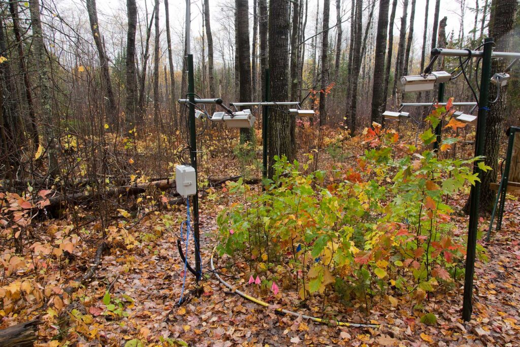 The leaves of juvenile trees growing an experimental plot used in a long-term carbon soil study start to show the yellows and reds of fall. Small pieces of scientific equipment surround the plot, which is nestled in a forest of trees that have already dropped their leaves.
