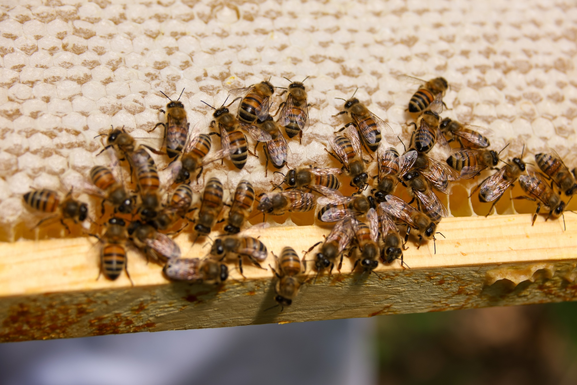 Brian Stork, a University of Michigan assistant professor of urology, took up beekeeping with his kids and donated extra honey to raise money for local nonprofits. Image credit: Jeremy Marble, Michigan News