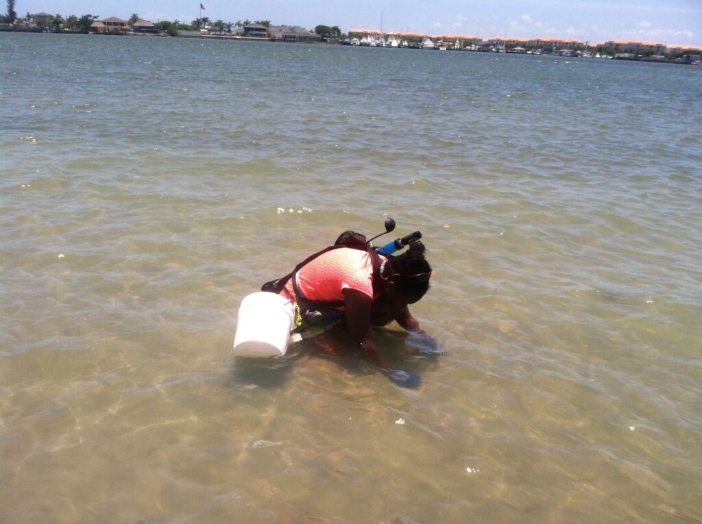 University of Michigan graduate student Teal Harrison prepares to capture a predatory mantis shrimp from its burrow in the Indian River Lagoon, Florida. Image credit: Diarmaid Ó Foighil, University of Michigan