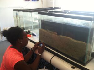 University of Michigan graduate student Teal Harrison observes a predatory mantis shrimp in an observation tank. Image credit: Diarmaid Ó Foighil, University of Michigan