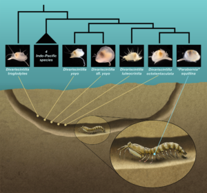 Schematic section of a composite Indian River Lagoon scaly-tailed mantis shrimp burrow. This figure shows the relative positioning (by yabby pump field sampling) of the five burrow-wall commensal species (Divariscintilla spp.), and the single ectocommensal (“Parabornia” squillina) species, collected in this study. Also shown, in outline, are the inferred phylogenetic relationships of the 6 IRL commensals. Image credit: Artwork by John Megahan. Photos sourced from Goto, Harrison and Ó Foighil