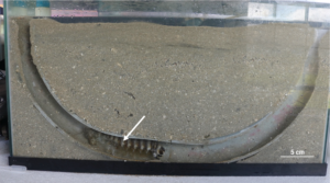 Note the host, the scaly-tailed mantis shrimp, within the sand-coated PVC artificial burrow structure. This photo was taken prior to the addition of commensals. Image credit: Diarmaid Ó Foighil, University of Michigan