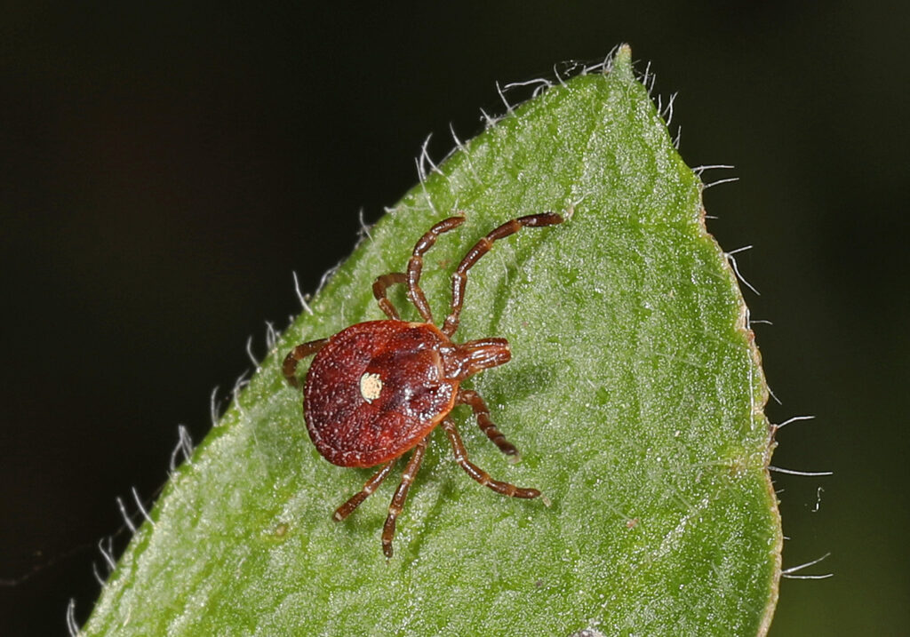 A lone star tick, brown with a white spot on its back, sits on a green leaf.